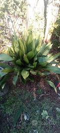 Pianta aspidistra