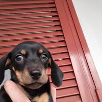 Cucciolo di bassotto