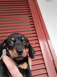 Cucciolo di bassotto