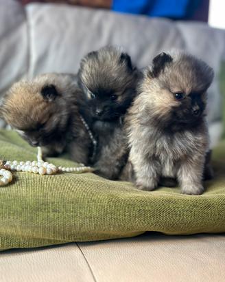 Spitz di Pomerania mini toy