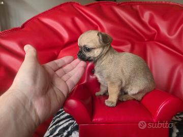 Chihuahia femmina pelo raso 70 giorni toy venere