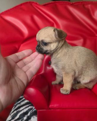 Chihuahia femmina pelo raso 70 giorni toy venere