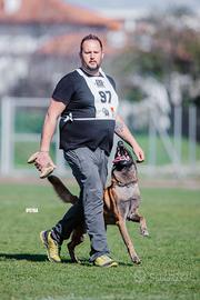 Cuccioli pastori belga malinois