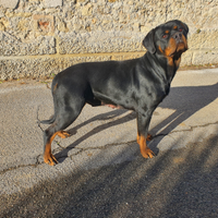 Rottweiler Femmina 1 anno