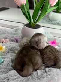 Gattini British Long-Hair (Prenotazione)