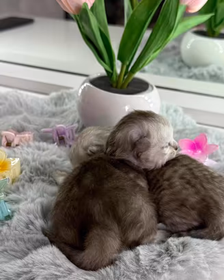 Gattini British Long-Hair (Prenotazione)