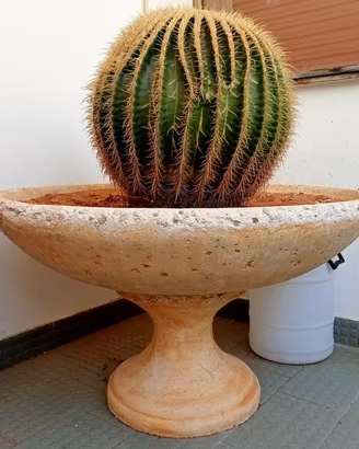 Cuscino della Suocera "Echinocactus" piante grasse