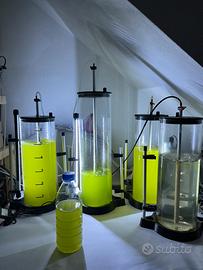 Fitoplancton e zooplankton acquario marino