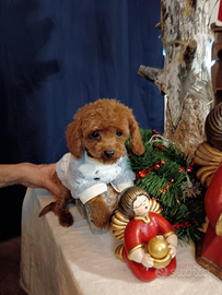 Barboncino minitoy red 7 mesi