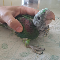 Pulli Grande Alessandrino Pappagallo