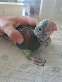 Pulli Grande Alessandrino Pappagallo