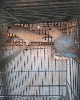 inseparabili 