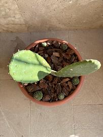 Composizione Piate Grasse