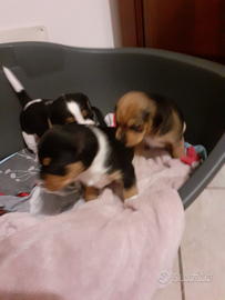 Cuccioli di Beagle nano segugio