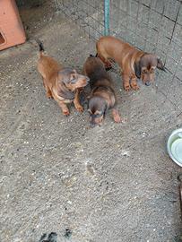 Cuccioli Alpine Dachsbracke