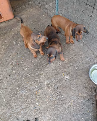 Cuccioli Alpine Dachsbracke