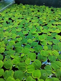 Pianta per acquario galleggiante 