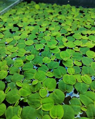Pianta per acquario galleggiante 