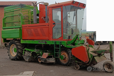 Scavabietole guaresi