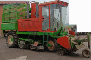 Scavabietole guaresi