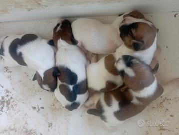 Jack Russell