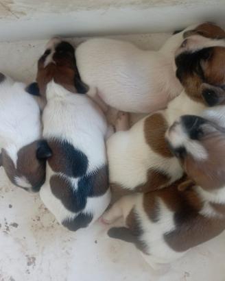 Jack Russell