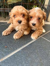 Maltipoo