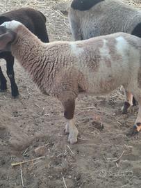 Agnello maschio