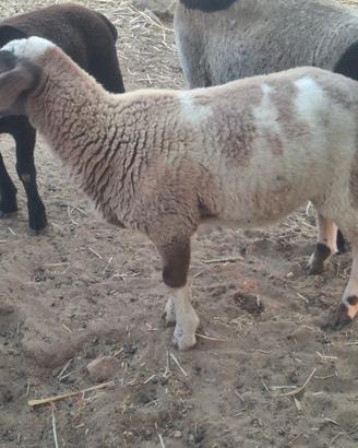 Agnello maschio