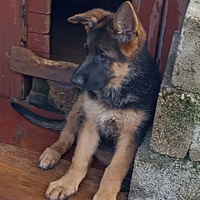 CUCCIOLA di PASTORE TEDESCO