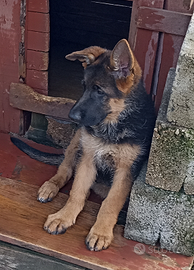 CUCCIOLA di PASTORE TEDESCO