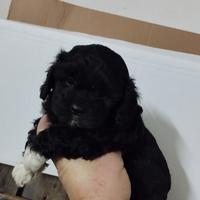 Cuccioli di maltipoo mini