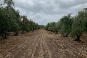 Uliveto 2 ettari circa