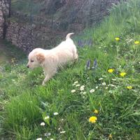 Cucciolo di Golden retriever