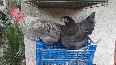 coppie marans 