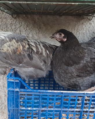 coppie marans 