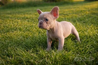 Bulldog Francese ESOTICI-Colori Rari e Taglia Mini