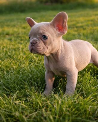 Bulldog Francese ESOTICI-Colori Rari e Taglia Mini