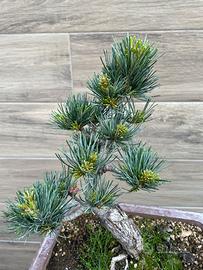 Bonsai Pino pentaphylla