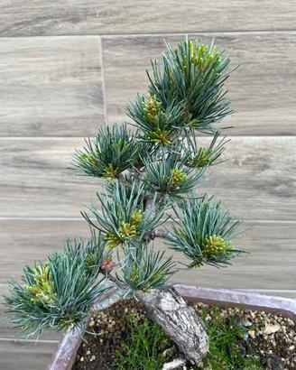 Bonsai Pino pentaphylla