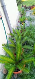 cycas
