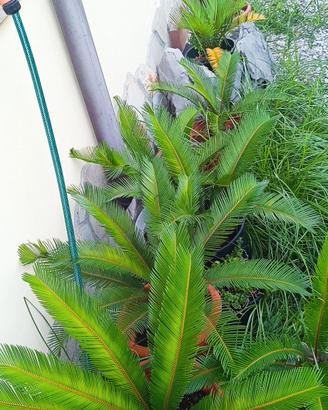 cycas