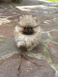Mini cuccioli volpino spitz Pomerania