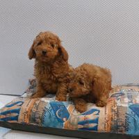 Cucciolo di barboncino