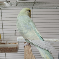 Cocorita femmina adulta