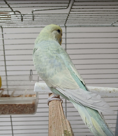 Cocorita femmina adulta