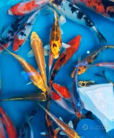 Carpe koi 5-12 cm e pesci da laghetto