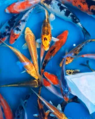 Carpe koi 5-12 cm e pesci da laghetto