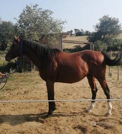Cavallo psi intero