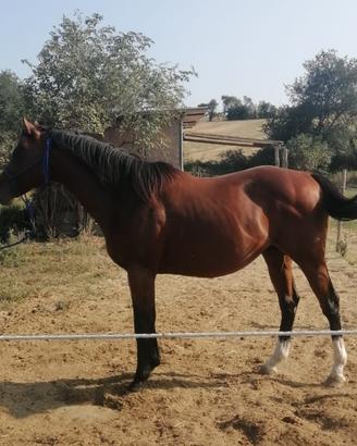 Cavallo psi intero